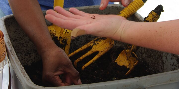 hands examining a worm bin