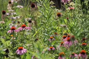 Native plant species