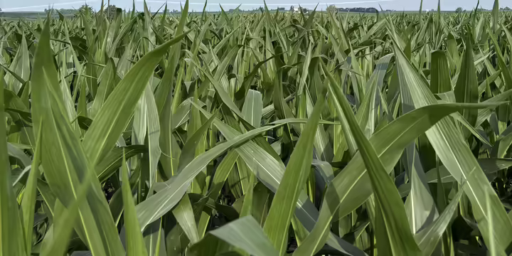 corn field