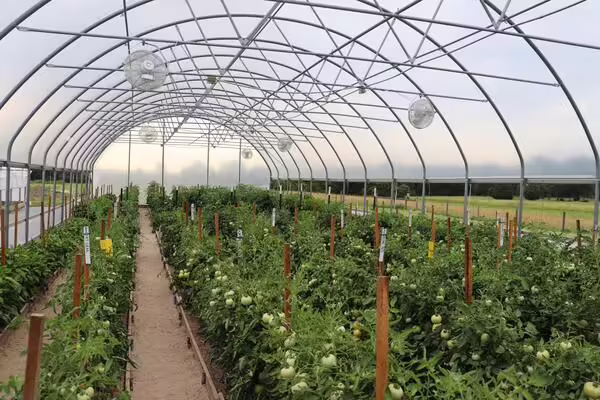 tomatoes and peppers grown in a high tunnel