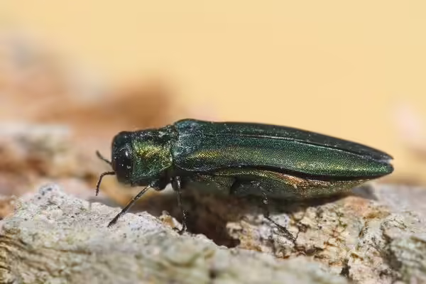 Emerald ash borer insect adult