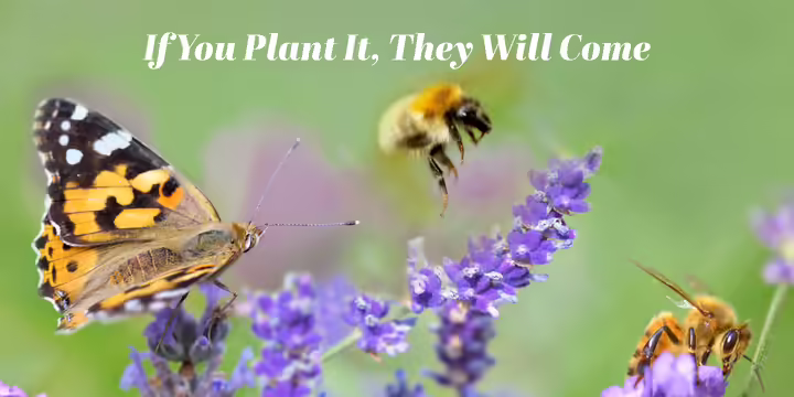 Flowers with butterfly and bee pollinators 