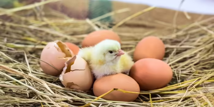 A baby chick hatching from an egg