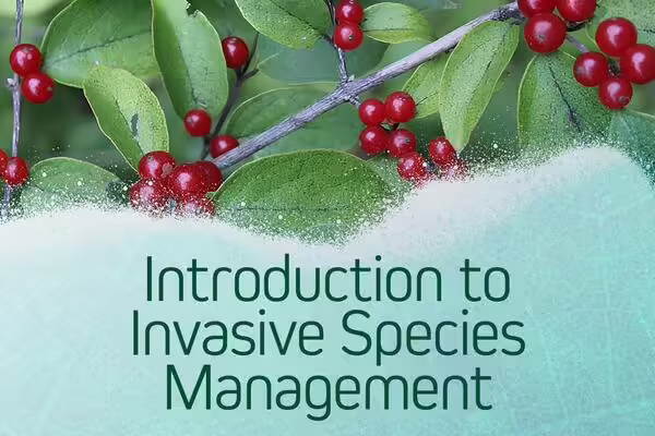 Bush honeysuckle leaves and fruit with the words introduction to invasive species management