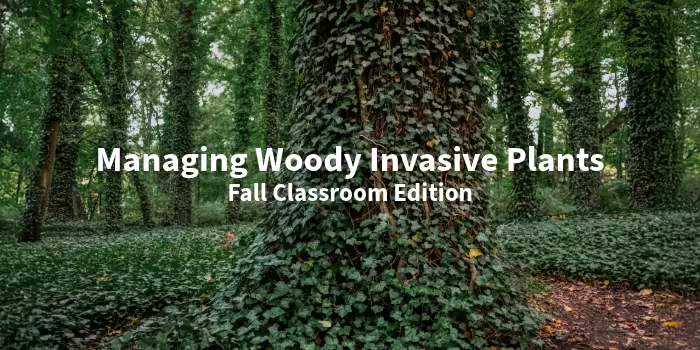 large tree with vines