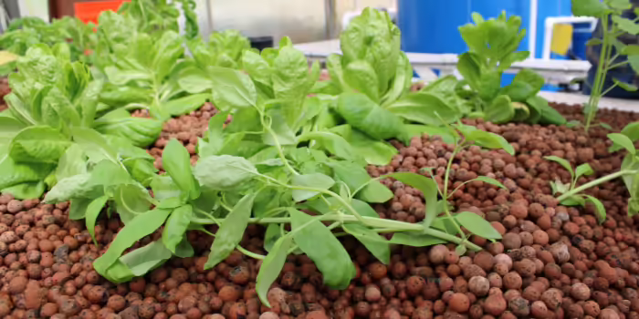 Green leafy vegetables growing in a hydroponic or aquaponic system, planted in clay pebbles inside a greenhouse setting