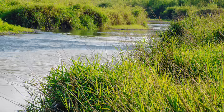a stream going through a grassland