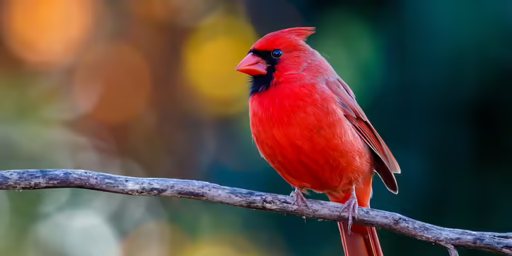 a northern cardinal on a branch