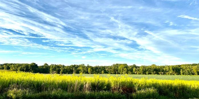 A bright, strong corn field sits underneath a bright blue sky. 