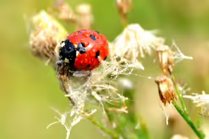 Lady Bug Pollinating