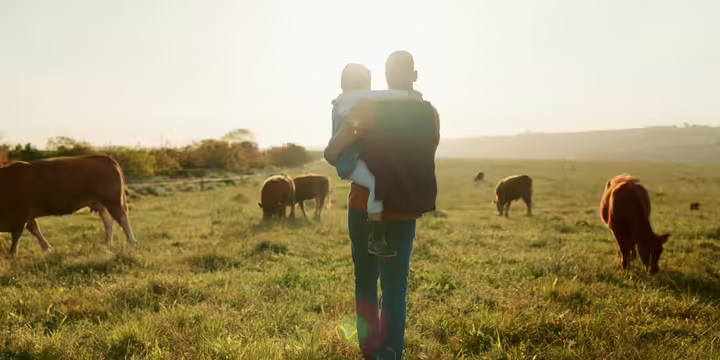 A man carrying his child through a field with cattle.