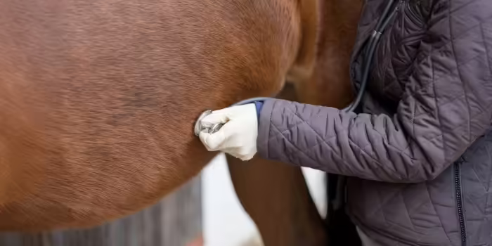 A doctor with a stethoscope examining an animal