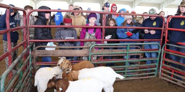 Photo of youth at a livestock judging contest. 