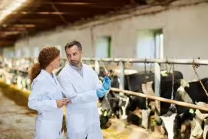 Researchers with cows