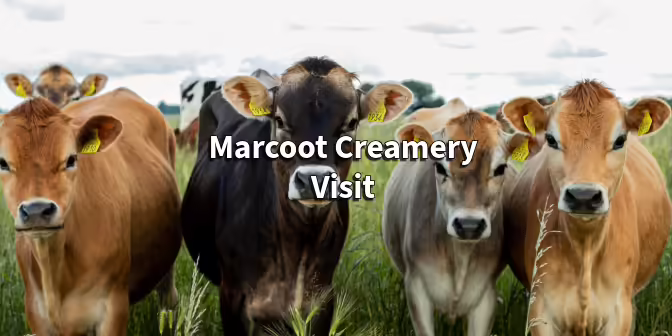 cows