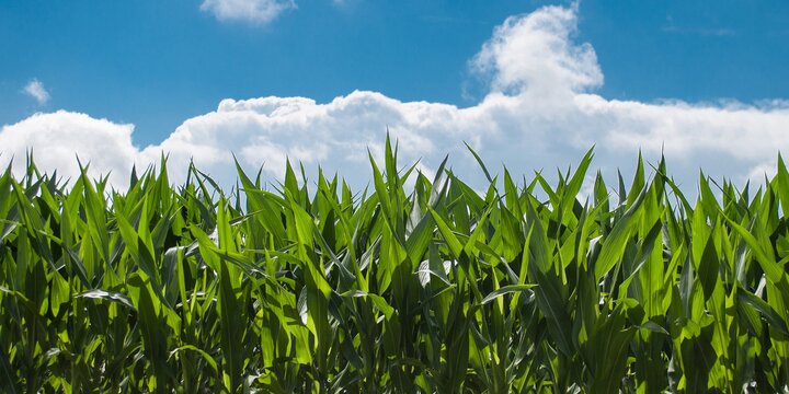 corn field with blue sky and white clouds