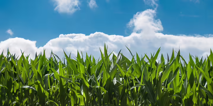 corn field and blue sky