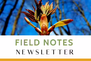 Field Notes Newsletter