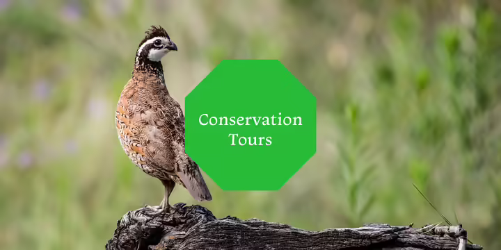 A bobwhite bird perches on a weathered log in a prairie.