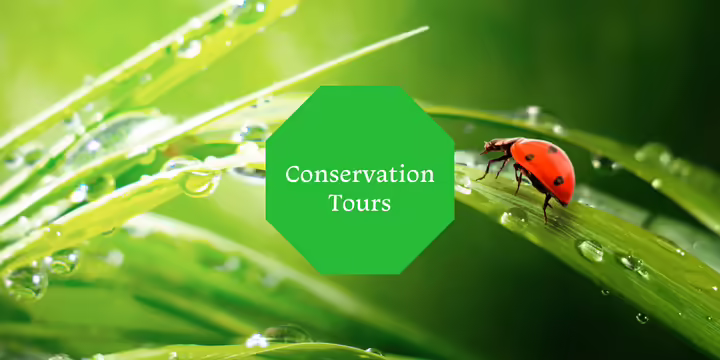 A ladybug crawling along a dew covered leaf of grass. The words, Conservation Tours, are in the middle.