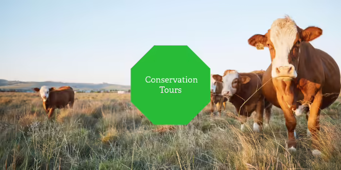 Red cattle with white faces stand in a pasture.
