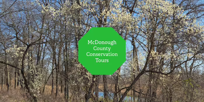 Wild plum tress in bloom.