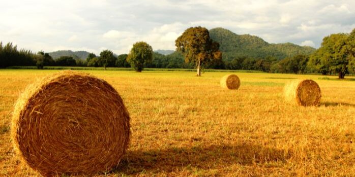 A golden field with bales of hay.