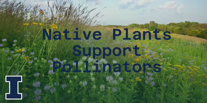 Field of native grasses and flowers