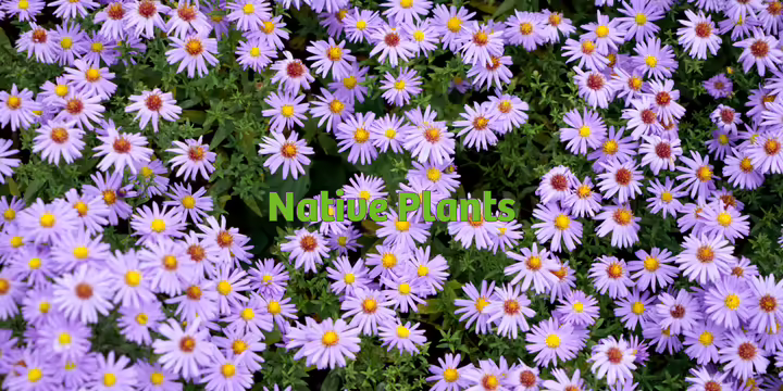 A large shrub of bright purple flowers with yellow gold centers