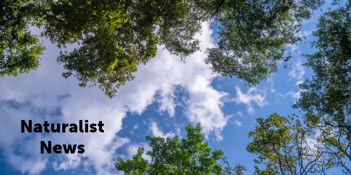 Looking up through some trees to a bright blue sky with white puffy clouds.