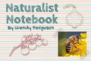 Naturalist Notebook