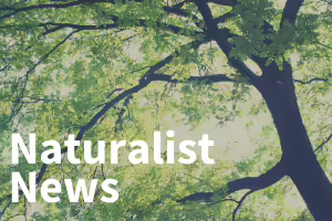 View from the ground looking up at tree limbs and green leaves. 