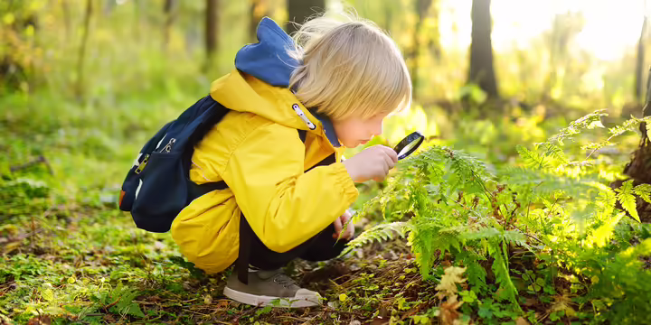 A boy looking through a magnifying glass at a fern 
