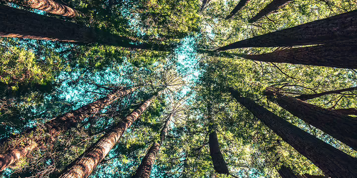 looking up at green leaves on trees
