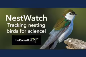 bird with white letters