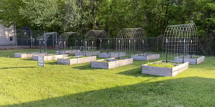 raised garden beds with trellis