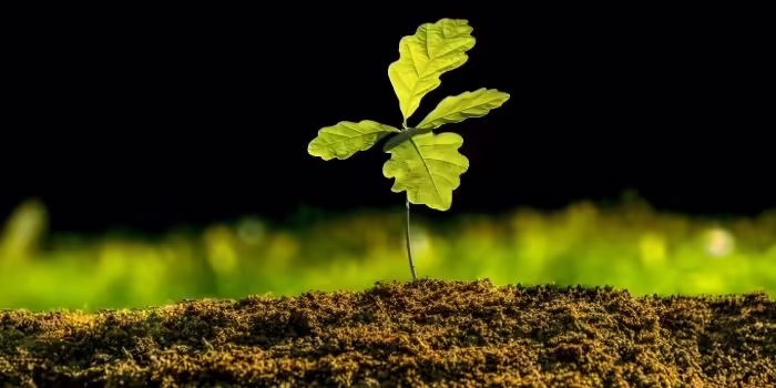 An Oak Tree Sapling planted in the ground 