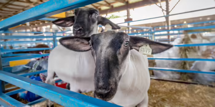 A pair of sheep with ear tags in a pen