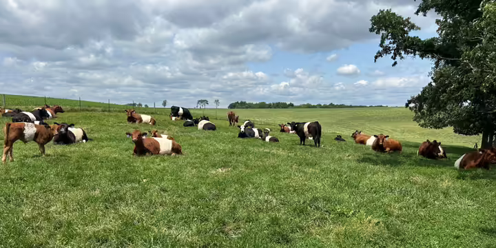 Cows grazing and laying in pasture