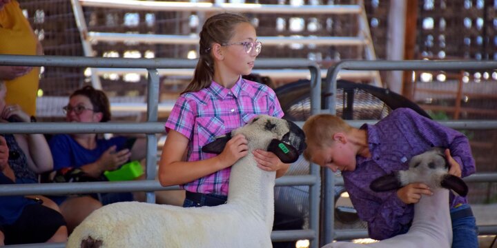 4-H youth showing sheep at livestock show