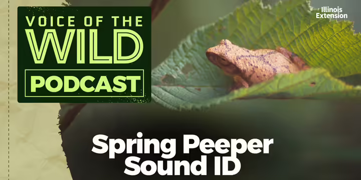 A spring peeper sits in the center of a cupped tree leaf
