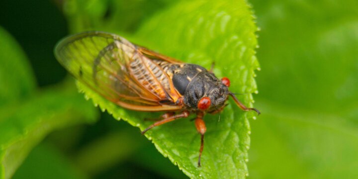 Periodical cicada resting on a plant
