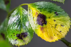 green leaves turning yellow with black spots