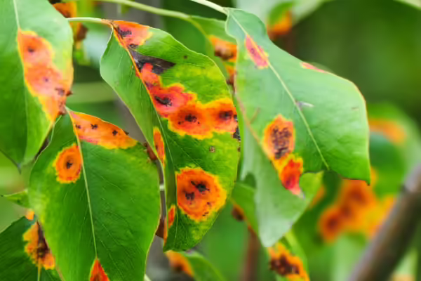 plant leaves with unnatural orange spots