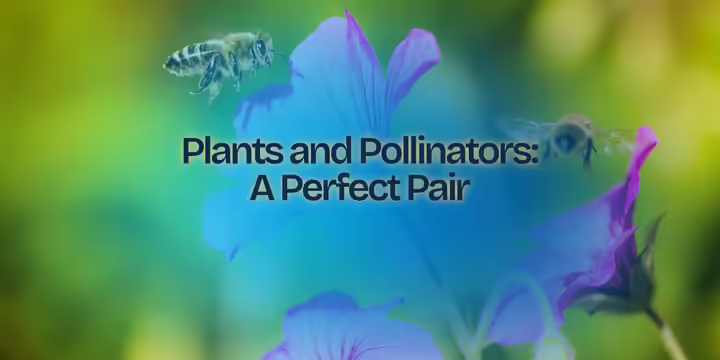Bee on pink flower with text "plants and pollinators: a perfect pair"