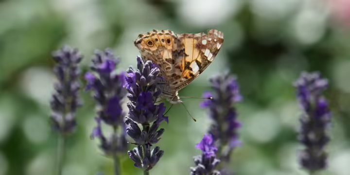 butterfly on top of purple flower