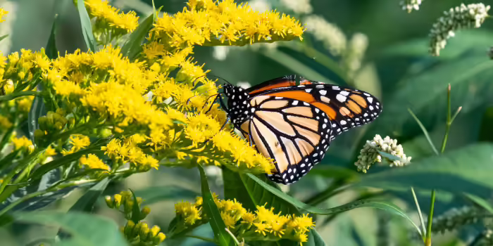 A monarch butterfly resting on goldenrod.