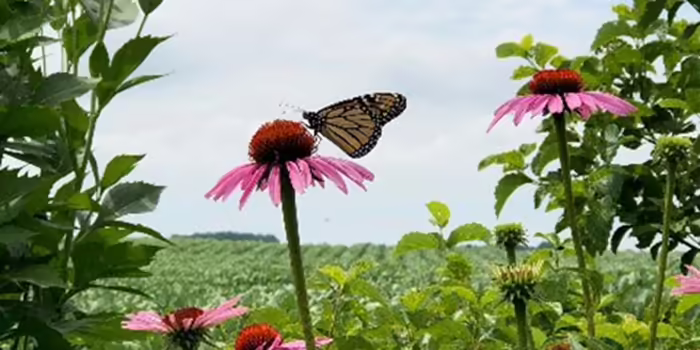 Butterfly on a pink flower