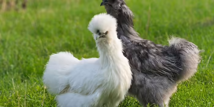 A pair of bantam silkie chickens 
