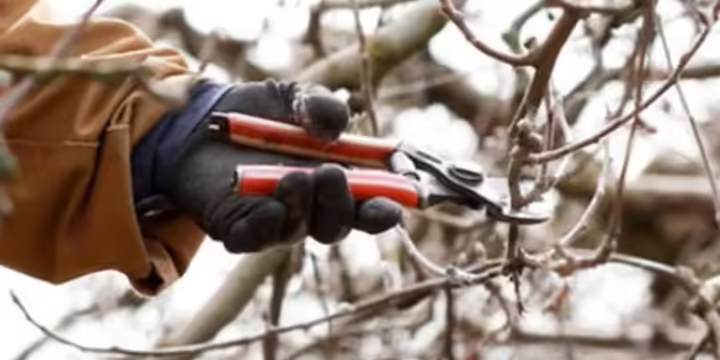 hand pruning branches